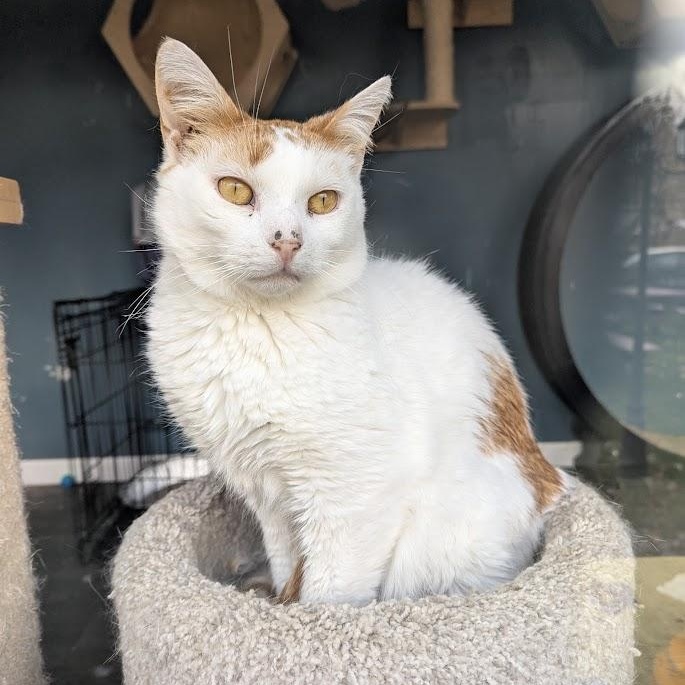 Enlarge Corey, a ADOPTABLE Domestic Short Hair in Buffalo, NY image 4/4