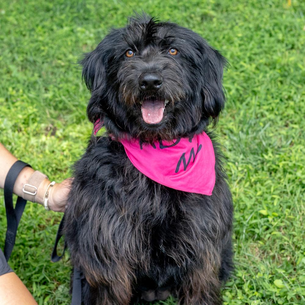 Allie (Female), Adoptable, Young Female Black Labrador Retriever & Labradoodle.