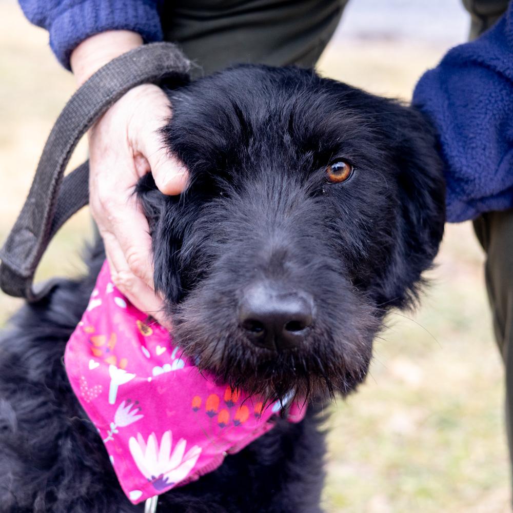 Enlarge Hallie  (Female)    , a Adoptable mixed breed in West Grove, PA image 2/6