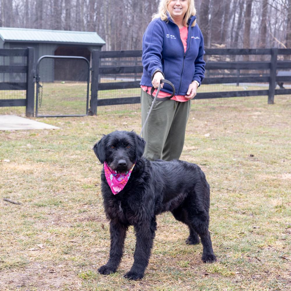 Enlarge Hallie  (Female)    , a Adoptable mixed breed in West Grove, PA image 6/6