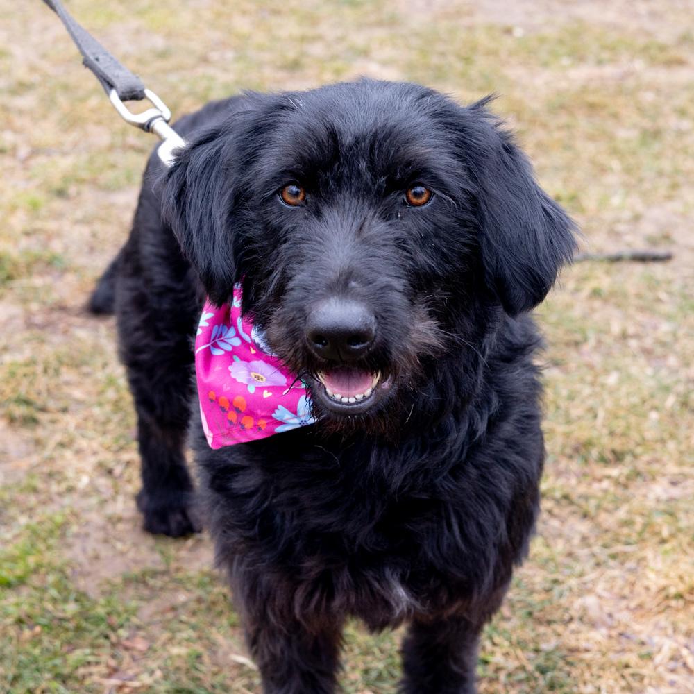 Enlarge Hallie  (Female)    , a Adoptable mixed breed in West Grove, PA image 1/6