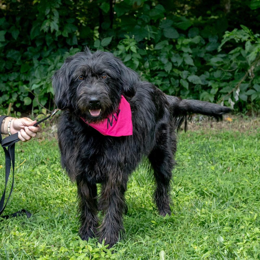 Allie (Female), a Adoptable mixed breed in West Grove, PA image 6/6