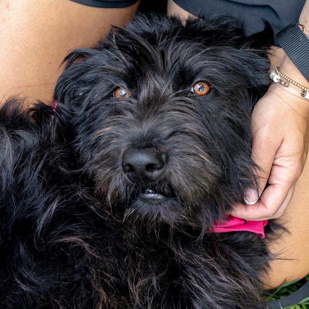 Allie (Female), a Adoptable mixed breed in West Grove, PA image 5/6
