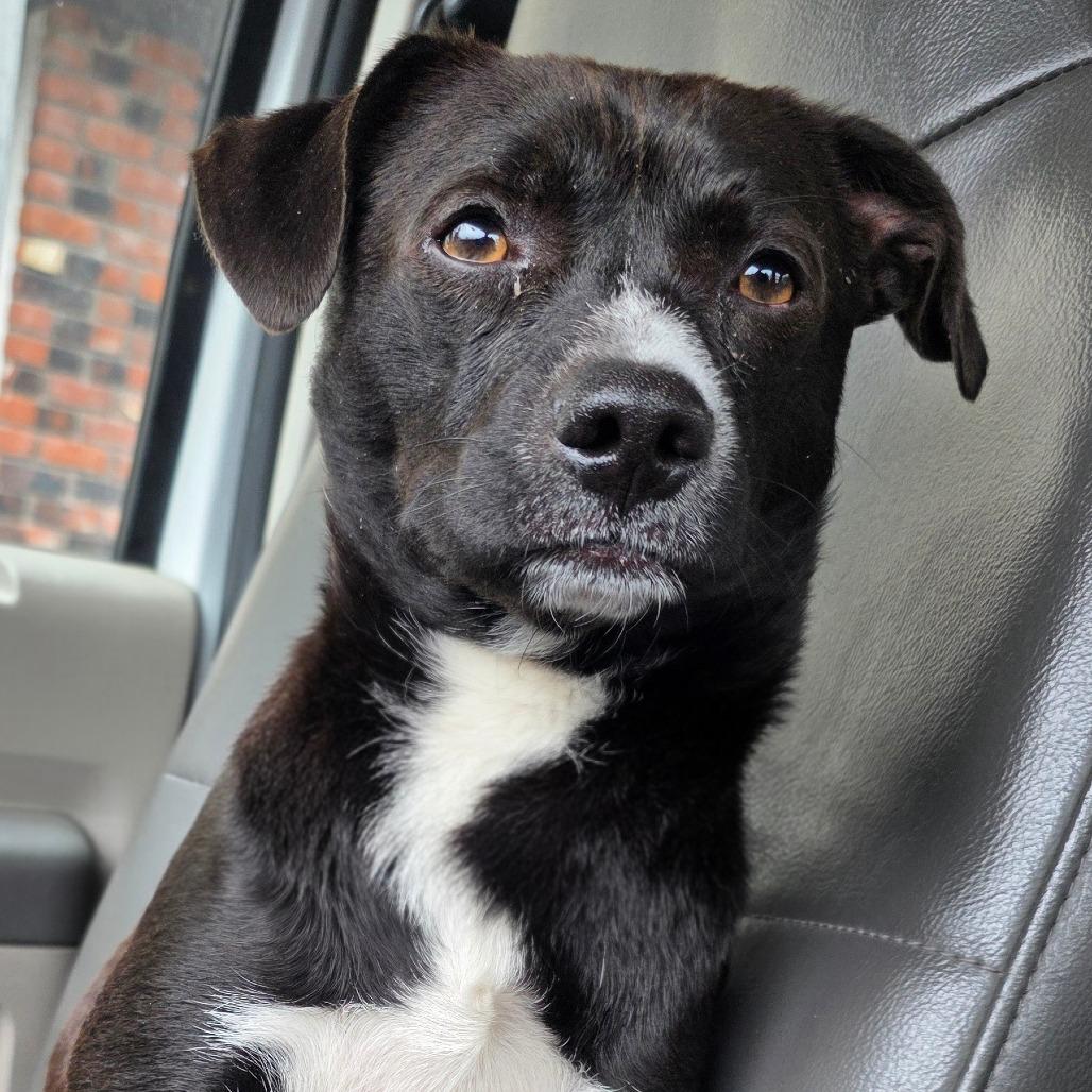 Enlarge FOUND 5/3/26 Mt Shasta, a Adoptable Mixed Breed in Mount Shasta, CA image 1/5