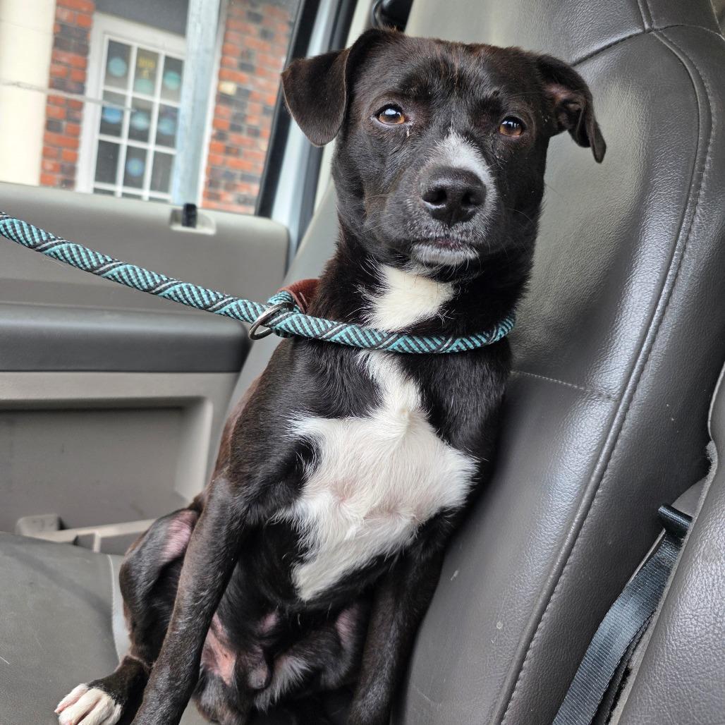 Enlarge FOUND 5/3/26 Mt Shasta, a Adoptable Mixed Breed in Mount Shasta, CA image 2/5