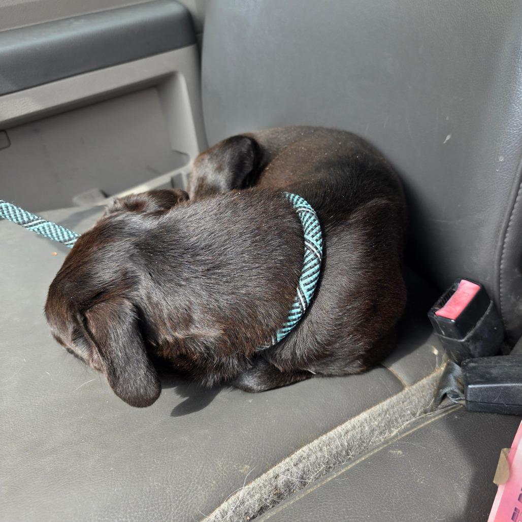 Enlarge FOUND 5/3/26 Mt Shasta, a Adoptable Mixed Breed in Mount Shasta, CA image 3/5