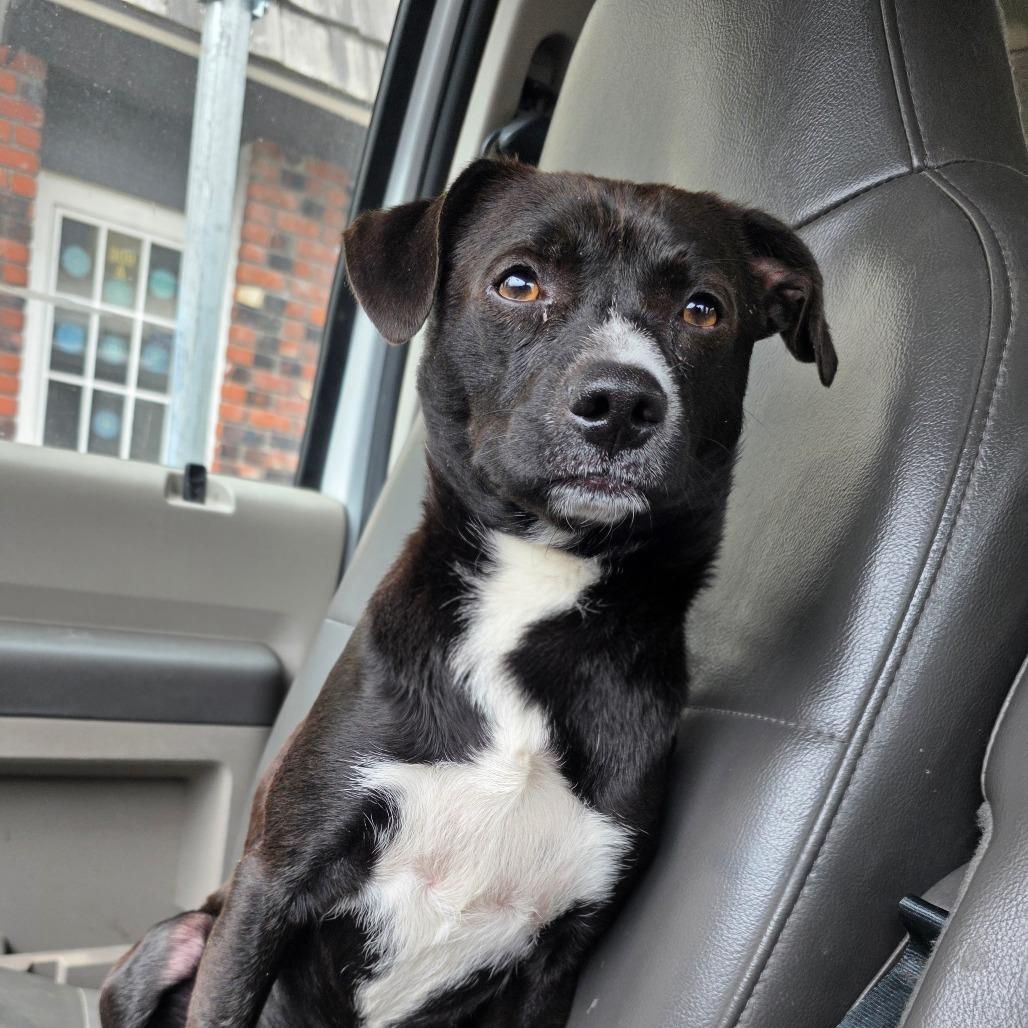 Enlarge FOUND 5/3/26 Mt Shasta, a Adoptable Mixed Breed in Mount Shasta, CA image 4/5