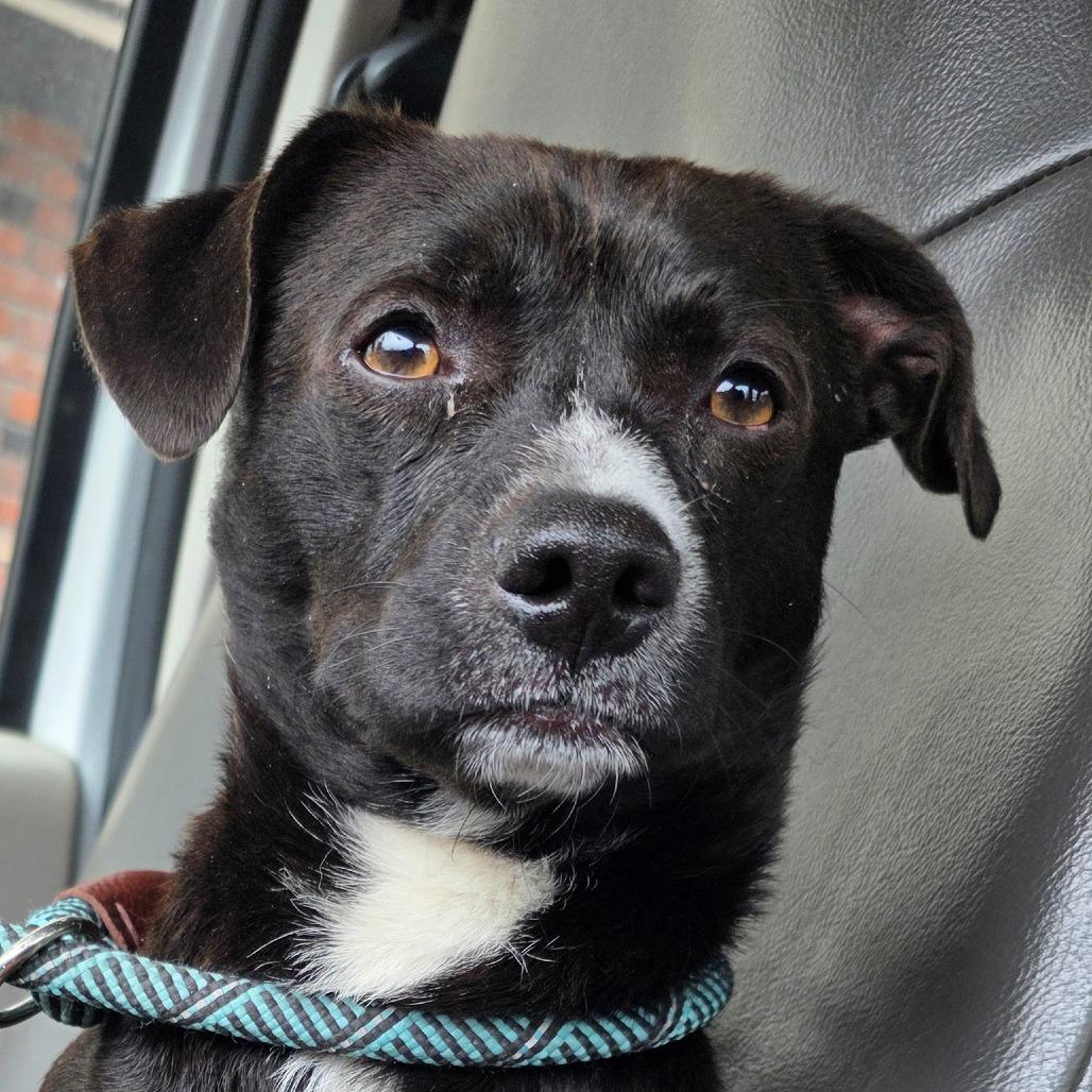 Enlarge FOUND 5/3/26 Mt Shasta, a Adoptable Mixed Breed in Mount Shasta, CA image 5/5