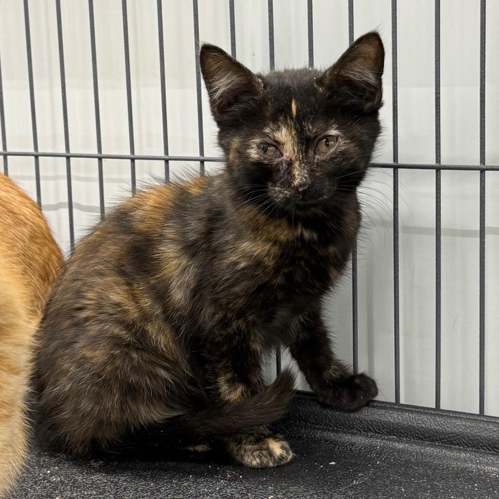 Taffy, Adopted, Kitten Female Domestic Medium Hair.