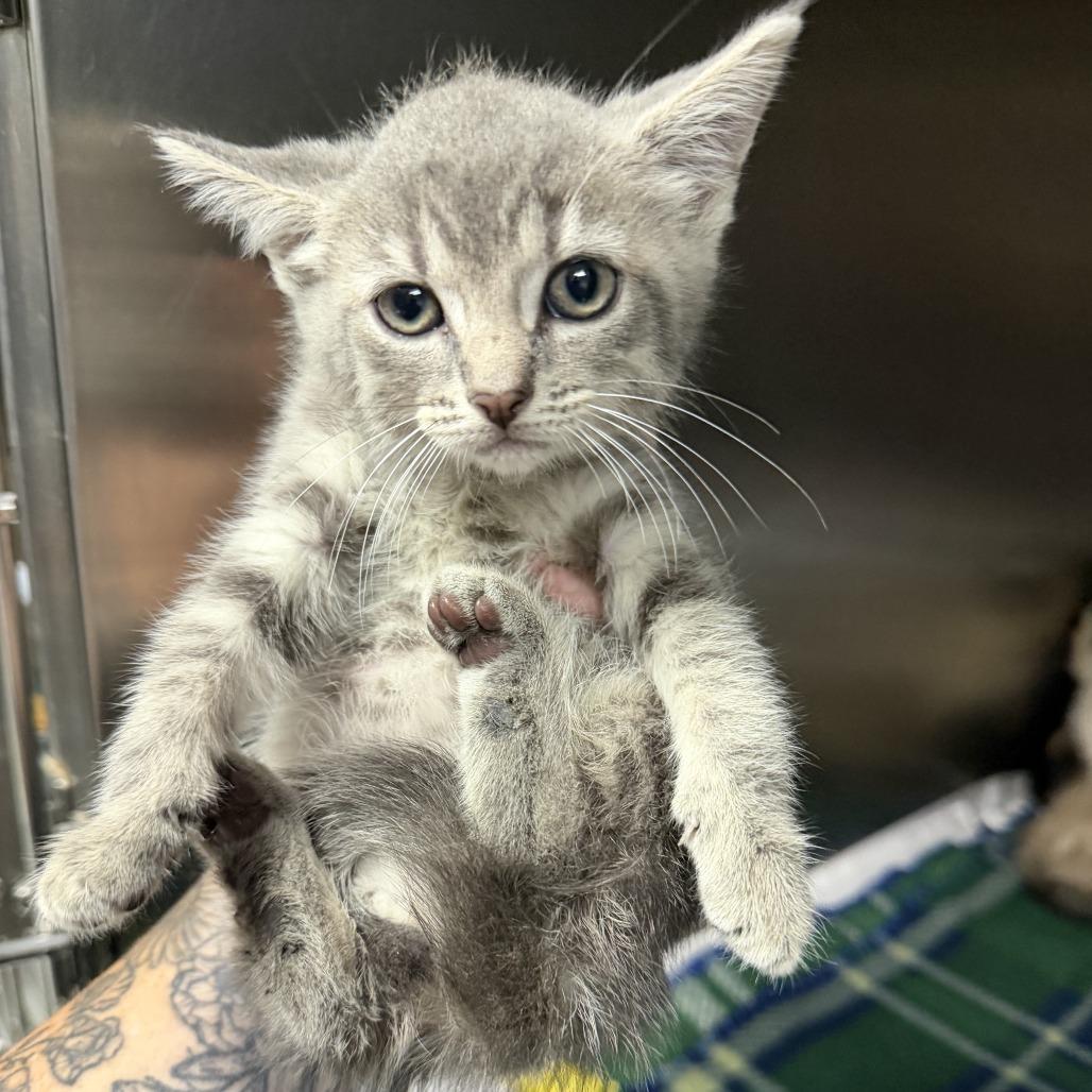 Enlarge Rizzo, a Adoptable Domestic Short Hair in Marion, VA image 1/1