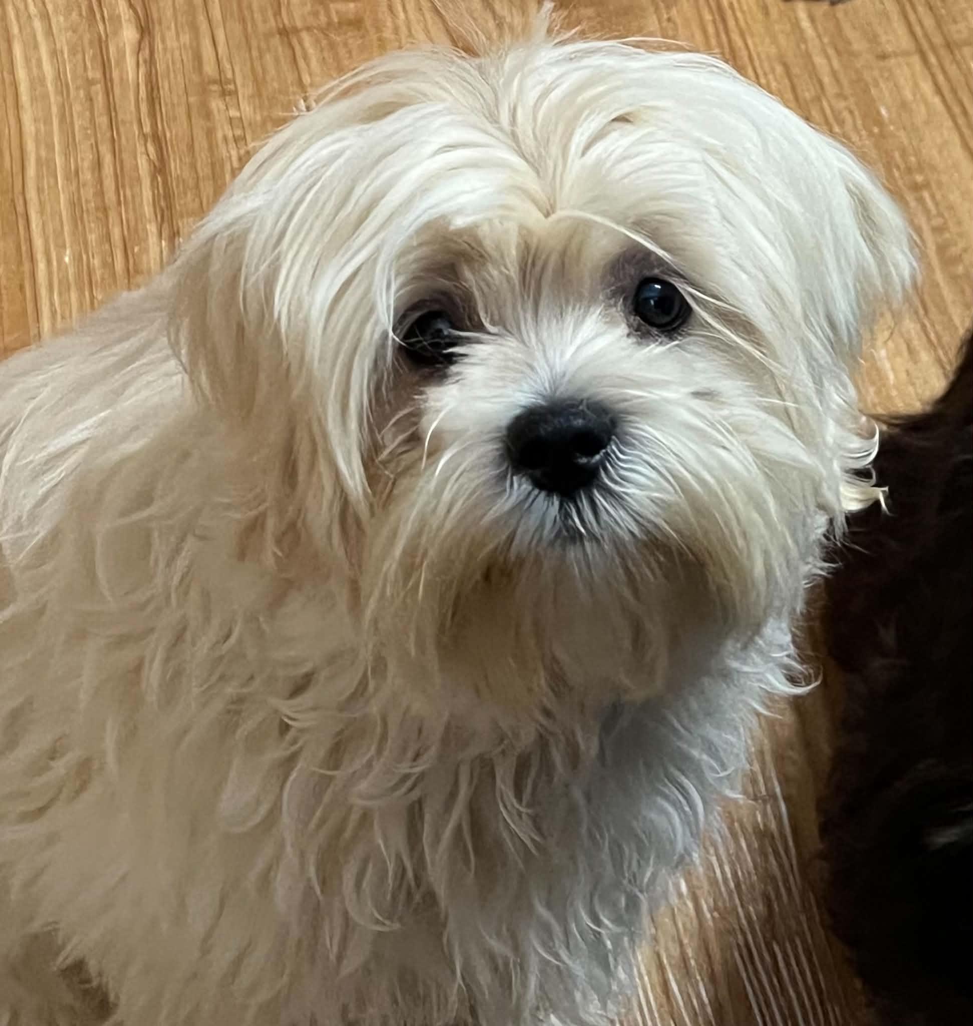 Enlarge Annie, a Adoptable Havanese in Homer Glen, IL image 3/3