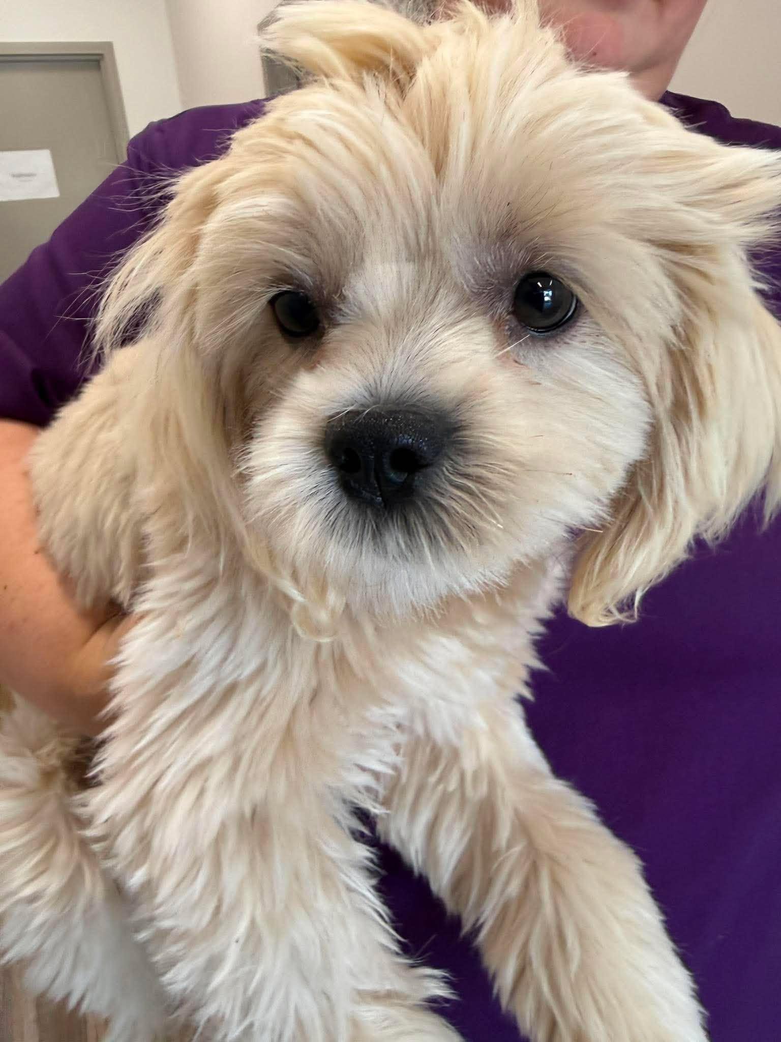 Enlarge Annie, a Adoptable Havanese in Homer Glen, IL image 2/3