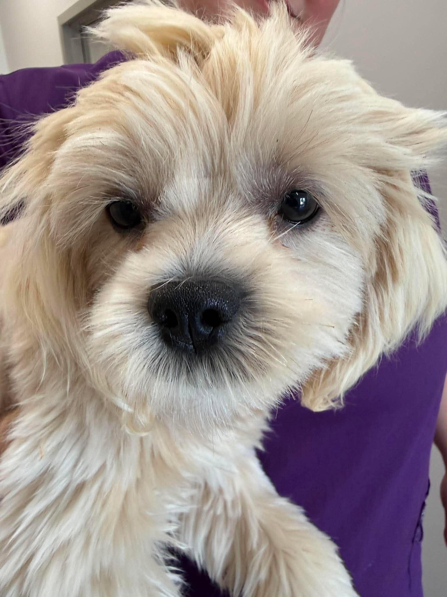 Enlarge Annie, a Adoptable Havanese in Homer Glen, IL image 1/3
