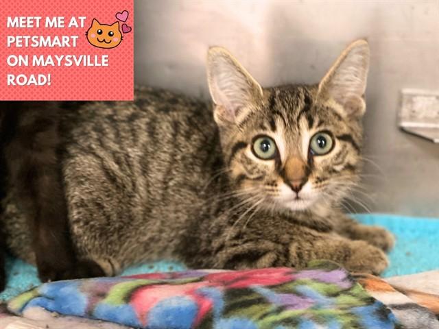 CHESTER, Adoptable, Kitten Male Domestic Short Hair.