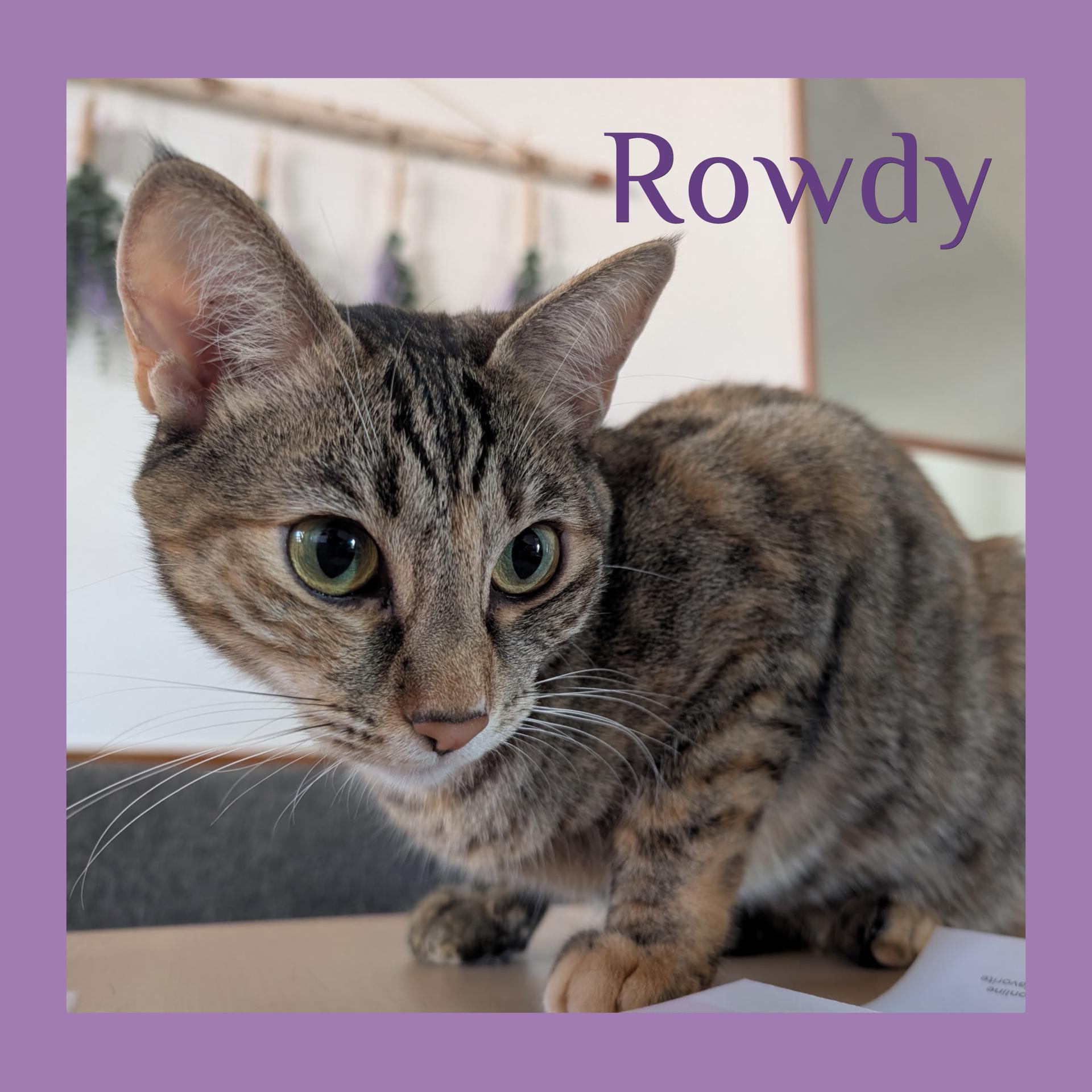ROWDY, an adoptable Tabby in Lawton, OK, 73505 | Photo Image 1