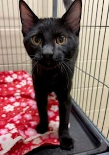 Enlarge Schmidt, an adopted Domestic Short Hair in Mason City, IA image 1/1