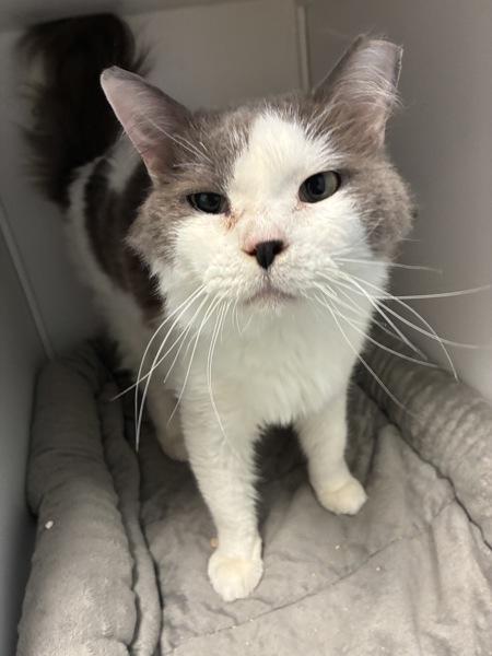 *Lover Boy*, a Adoptable mixed breed in Salt Lake City, UT image 2/4