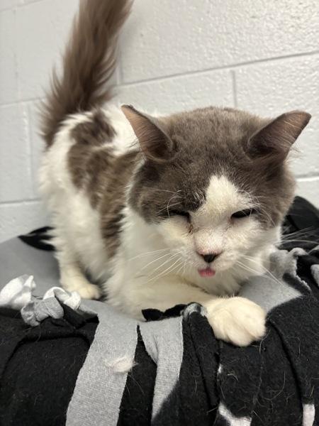 *Lover Boy*, a Adoptable mixed breed in Salt Lake City, UT image 3/4