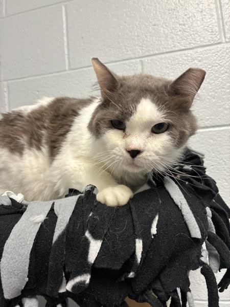 *Lover Boy*, a Adoptable mixed breed in Salt Lake City, UT image 4/4