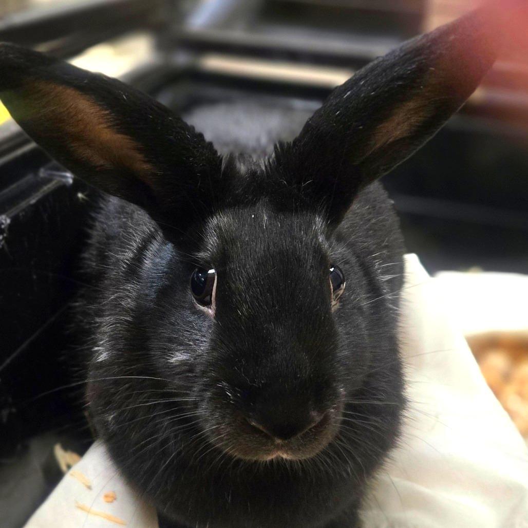 Enlarge Licorice, a Adoptable Satin in San Jacinto, CA image 1/1