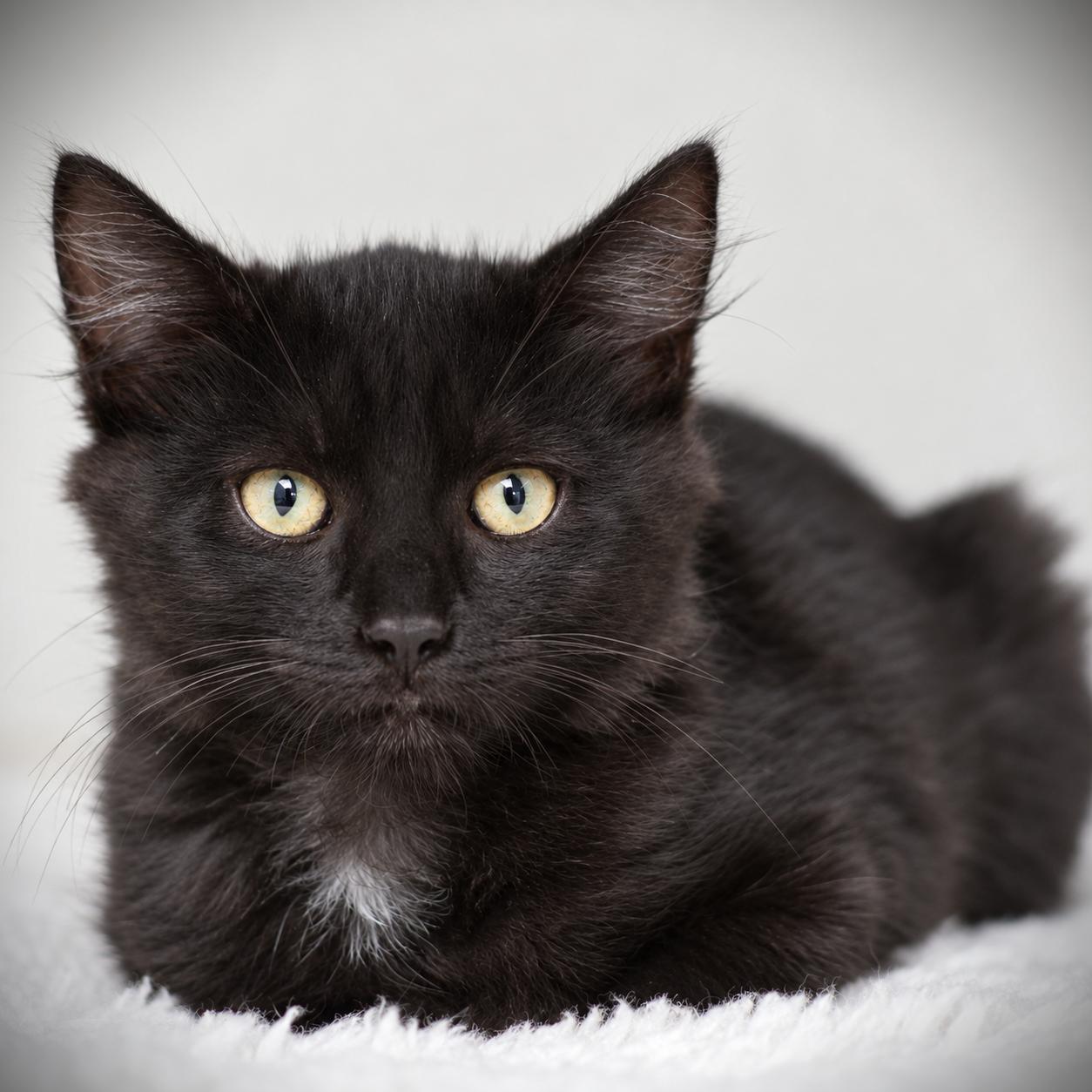 Prince, Adoptable, Kitten Male Domestic Medium Hair.