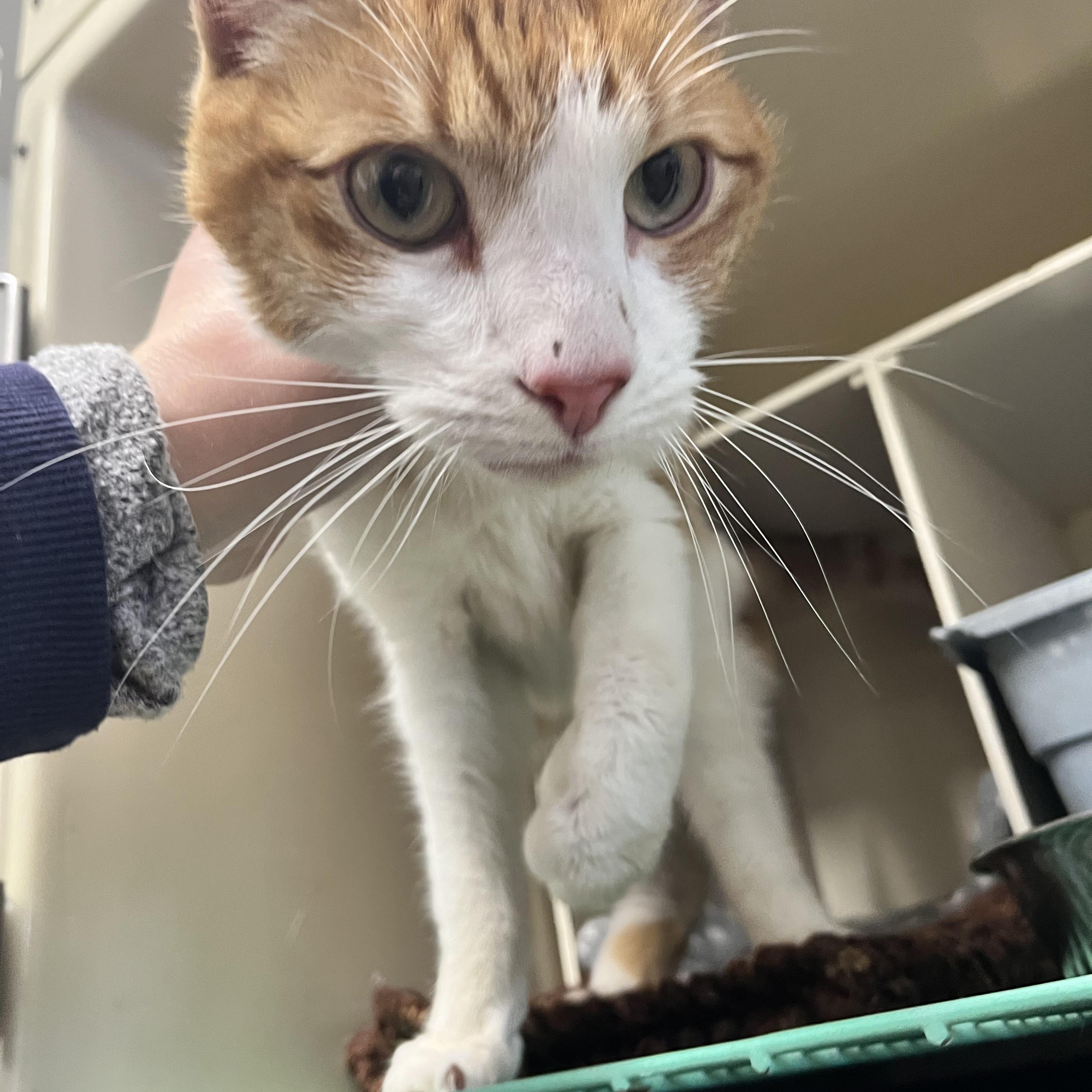 FOUND C92, ADOPTABLE, Adult Male Domestic Short Hair.