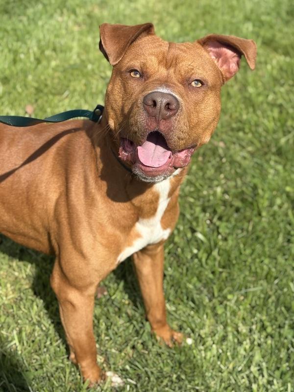 Chai, Adoptable, Young Male Pit Bull Terrier.