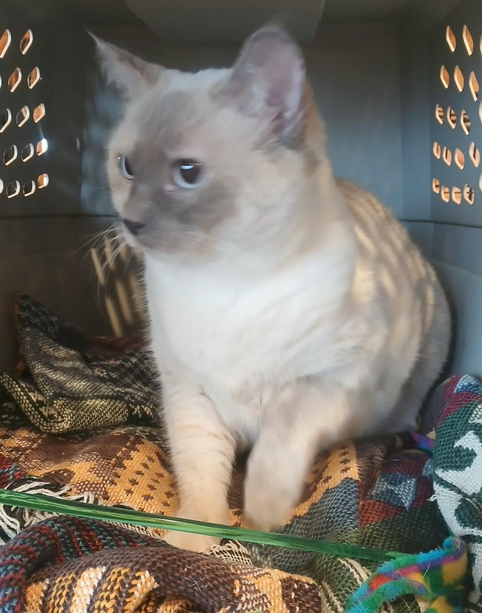 Enlarge 4071818 Bluecreamfemale6yrs, a Adoptable Siamese in Lees Summit, MO image 1/1