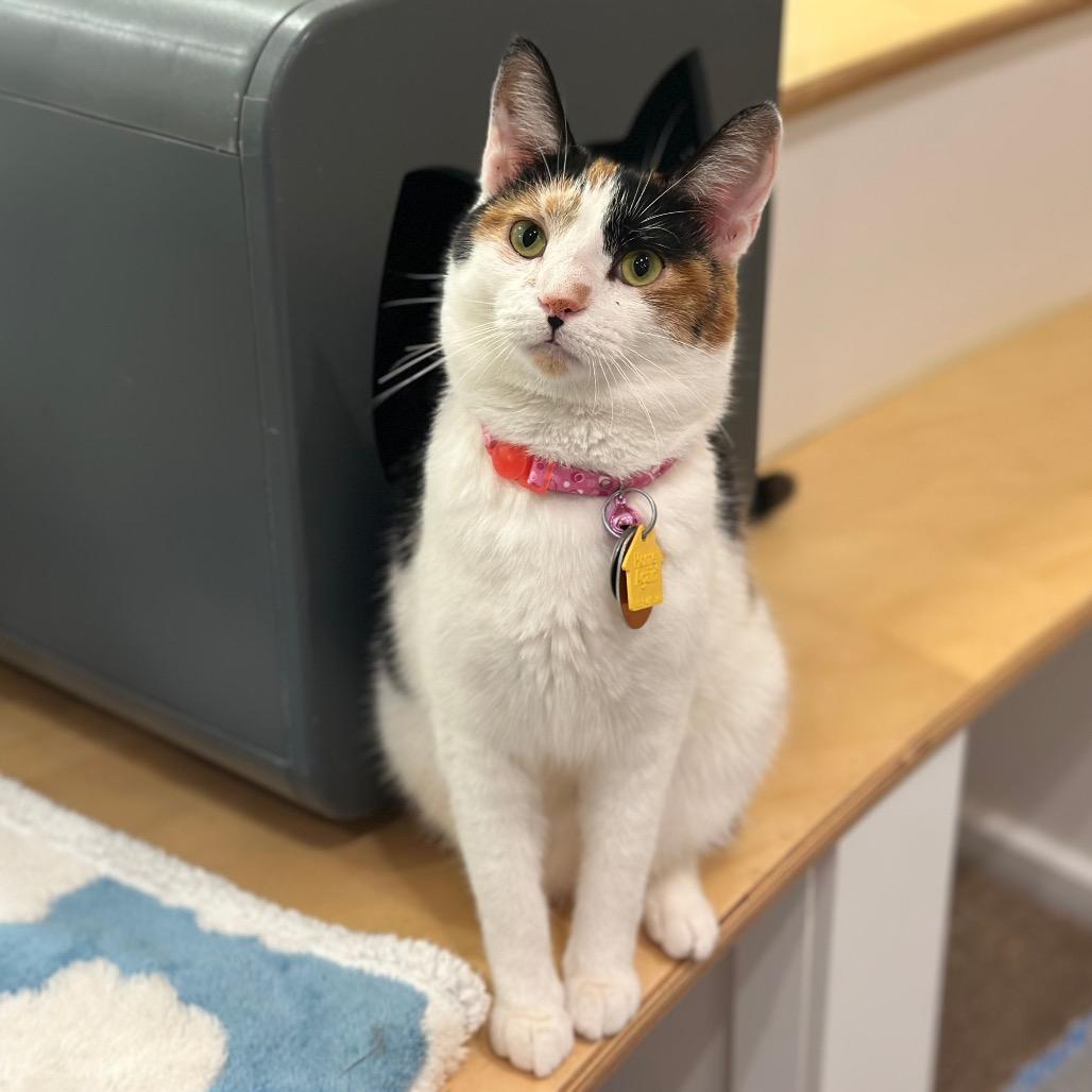 WV1912 Sana, Adoptable, Young Female Domestic Short Hair.