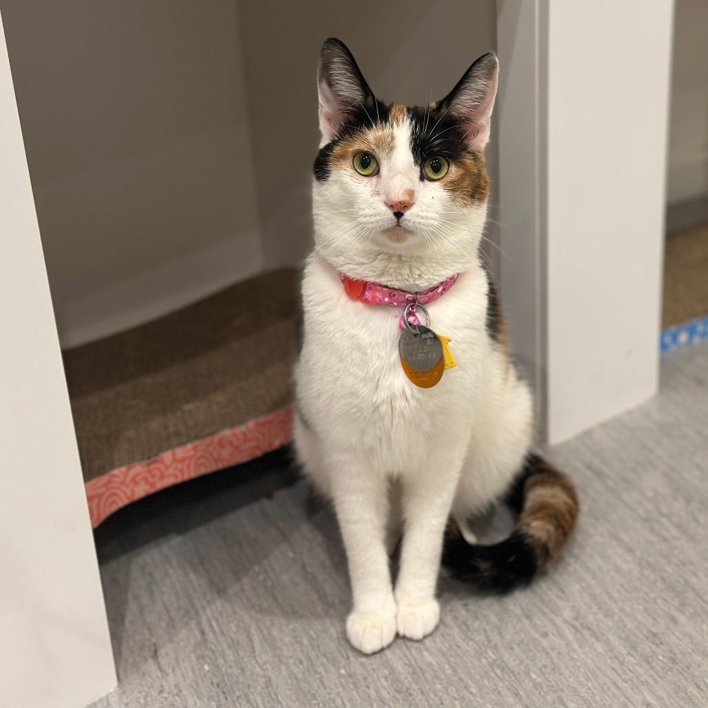 Enlarge WV1912 Sana, a Adoptable Domestic Short Hair in Port Washington, NY image 2/3