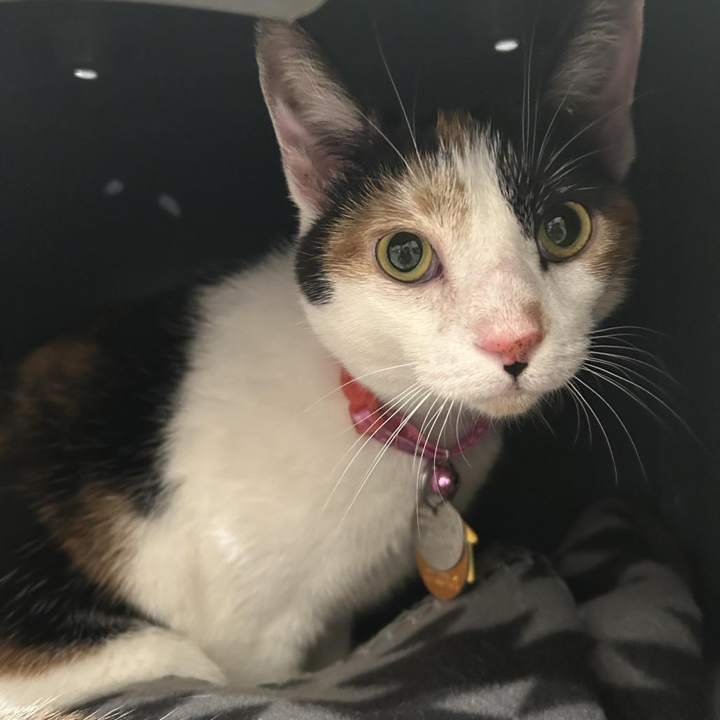 Enlarge WV1912 Sana, a Adoptable Domestic Short Hair in Port Washington, NY image 3/3