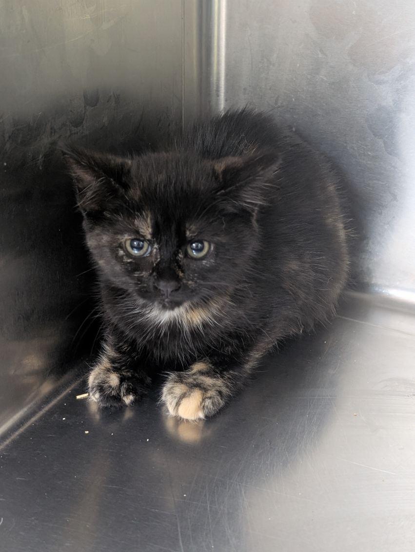 Nelly, an adoptable Domestic Short Hair in wetaskiwin, AB, t9a 2j4 | Photo Image 1