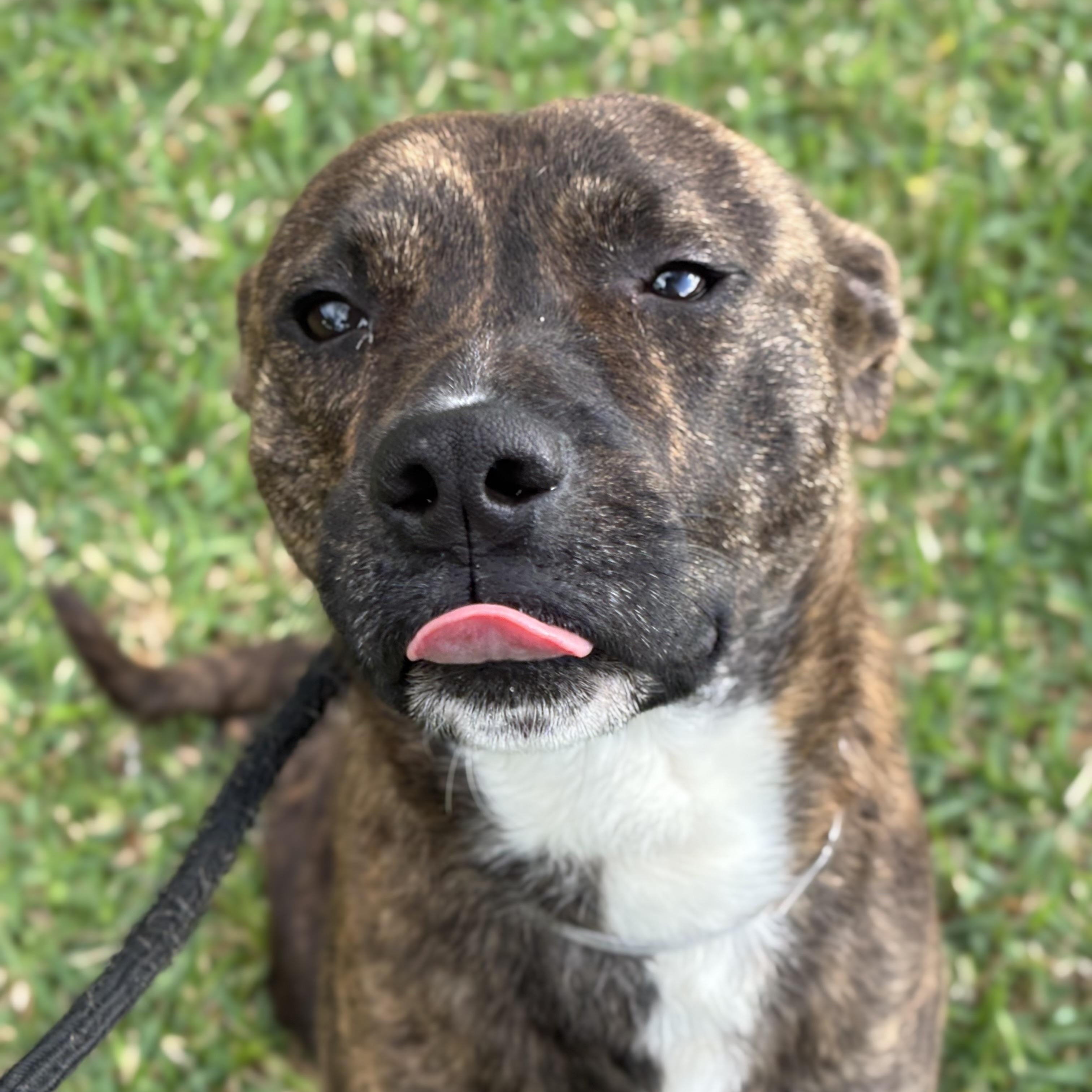 Enlarge Biscuit, a Adoptable mixed breed in Albany, NY image 4/6