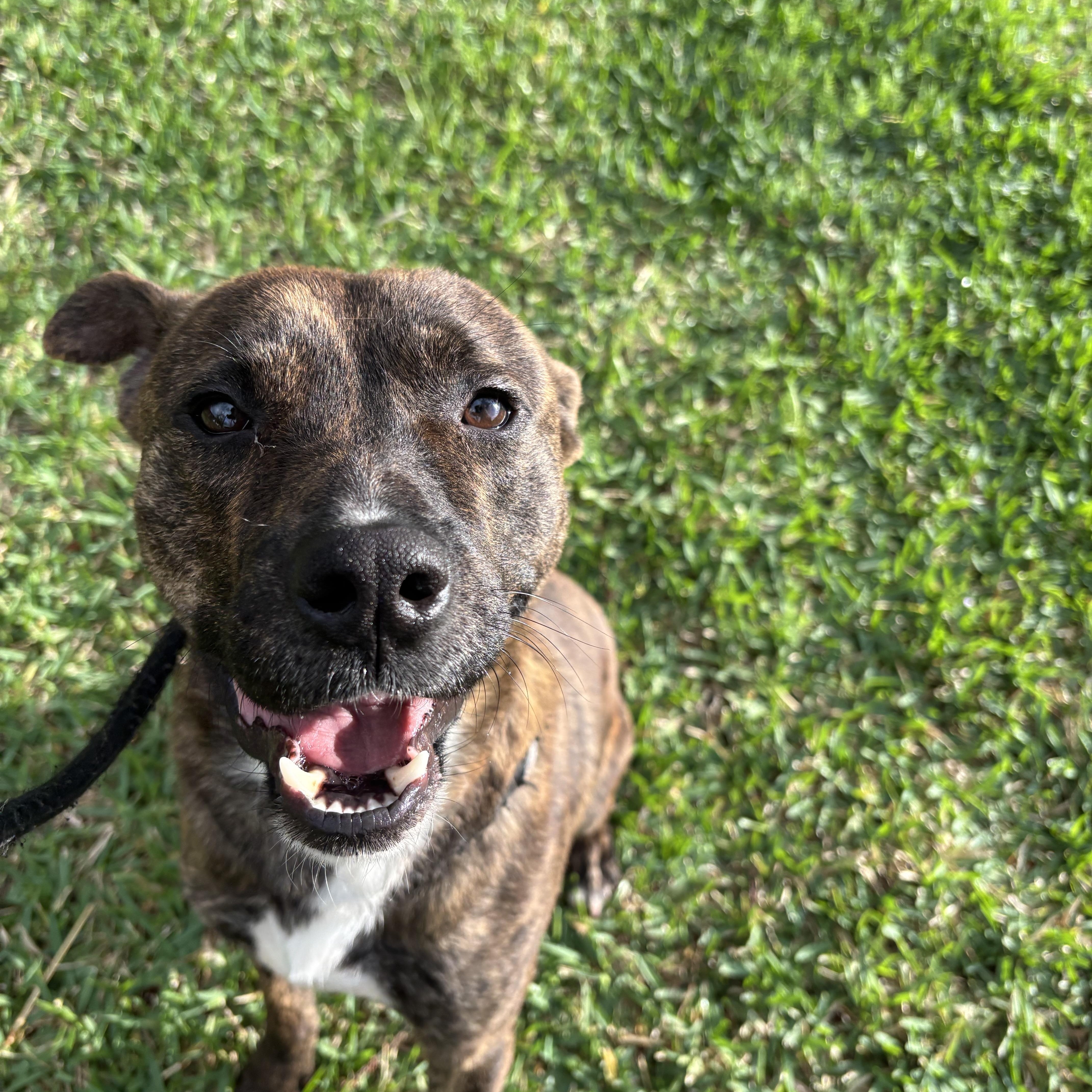 Enlarge Biscuit, a Adoptable mixed breed in Albany, NY image 5/6