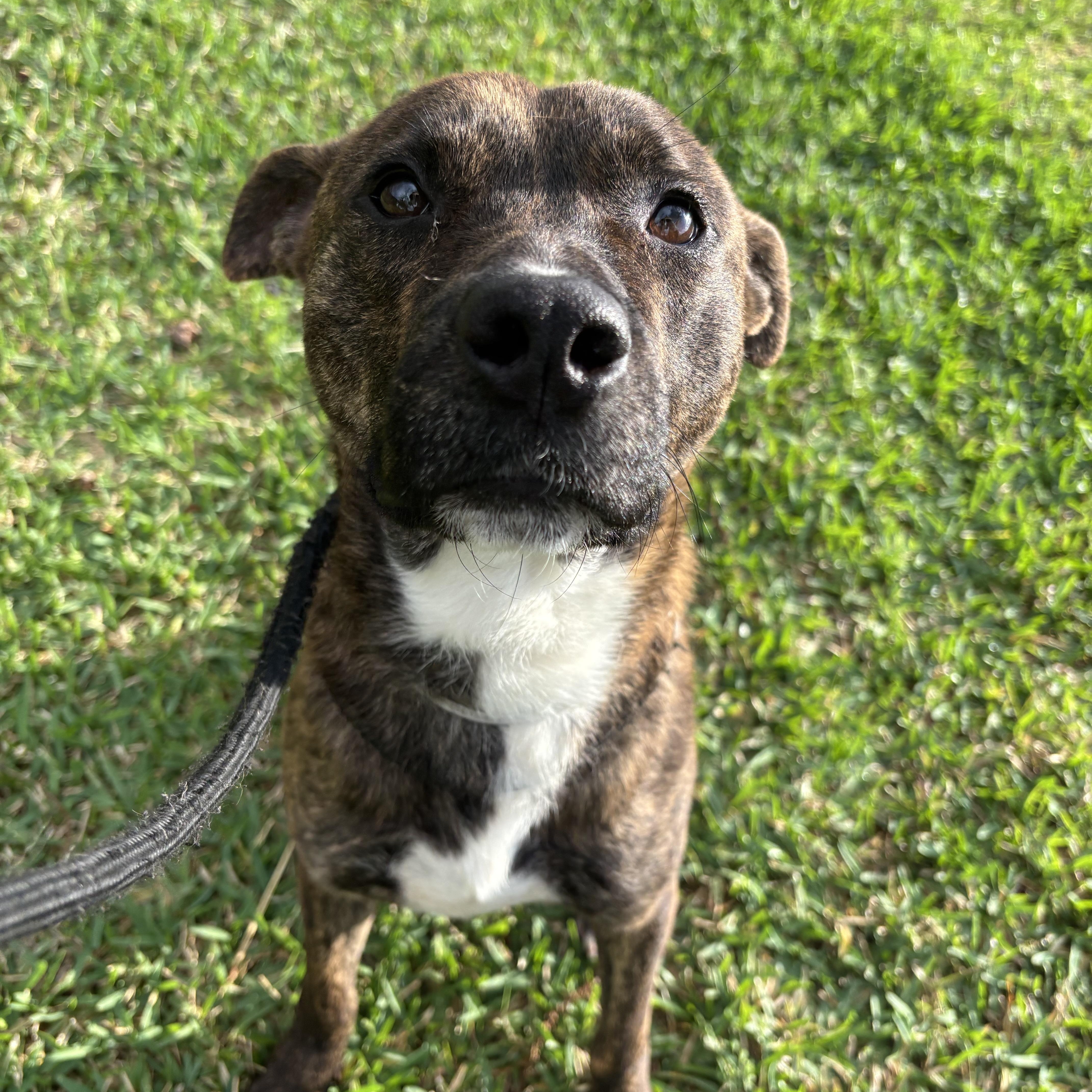 Enlarge Biscuit, a Adoptable mixed breed in Albany, NY image 3/6