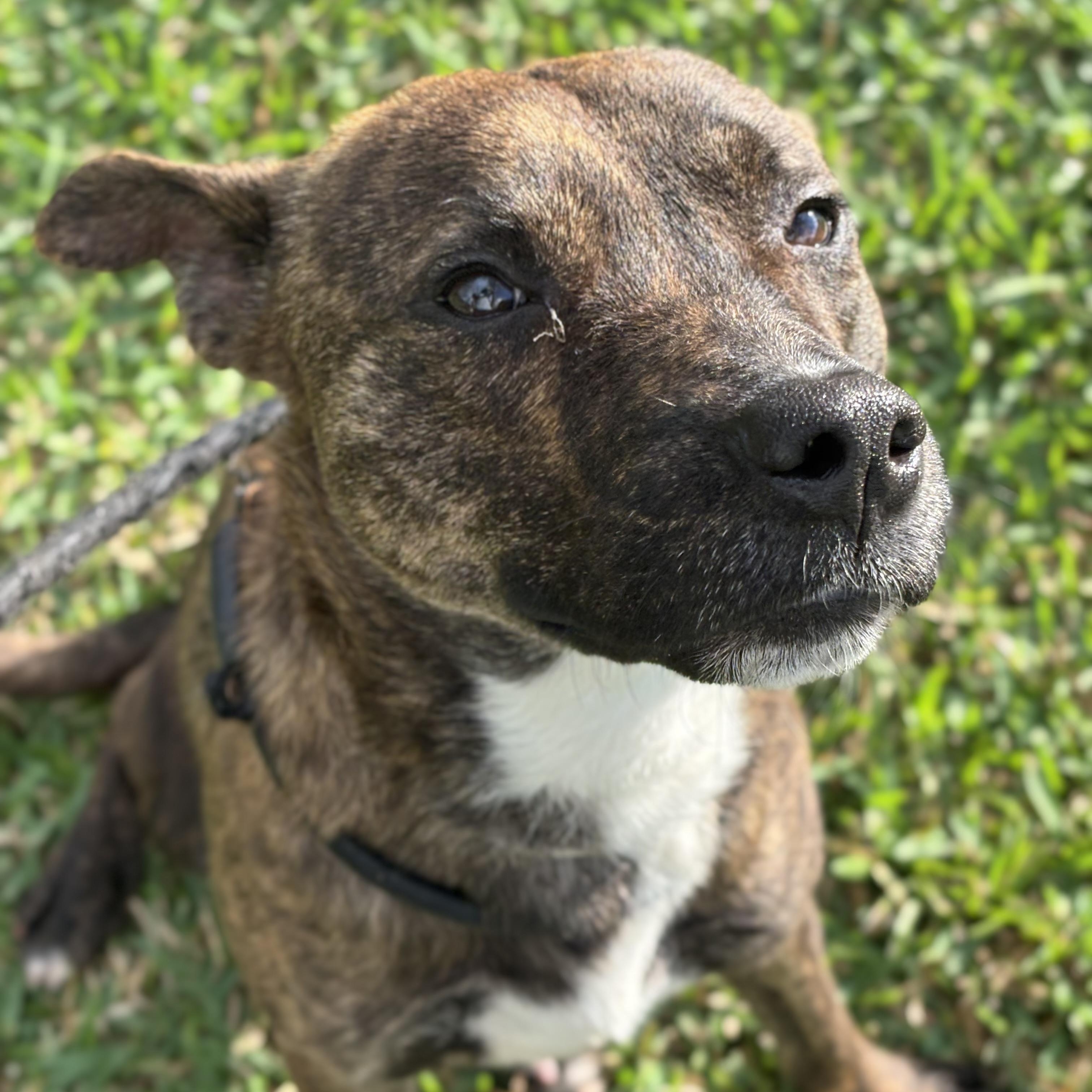 Enlarge Biscuit, a Adoptable mixed breed in Albany, NY image 1/6
