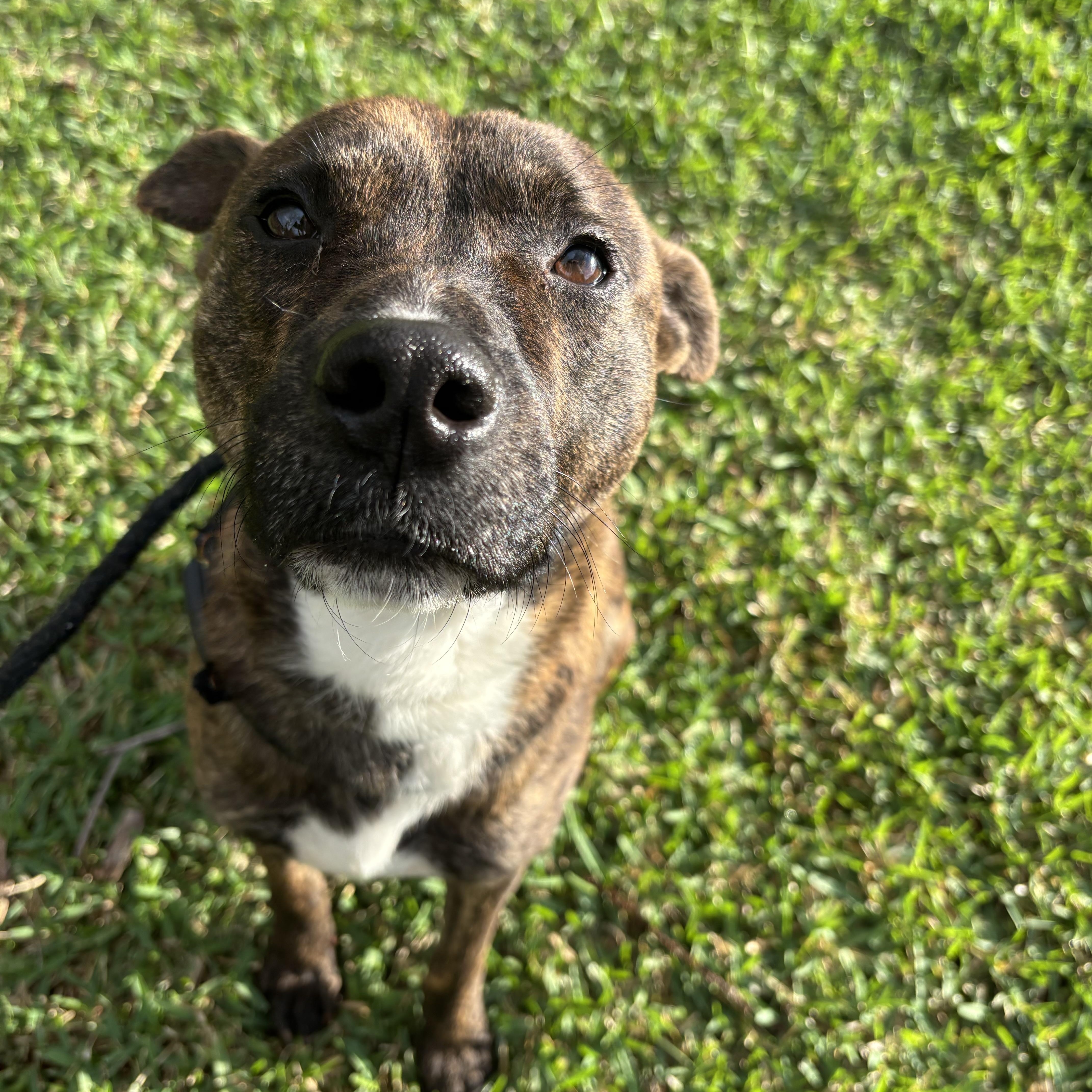 Enlarge Biscuit, a Adoptable mixed breed in Albany, NY image 6/6