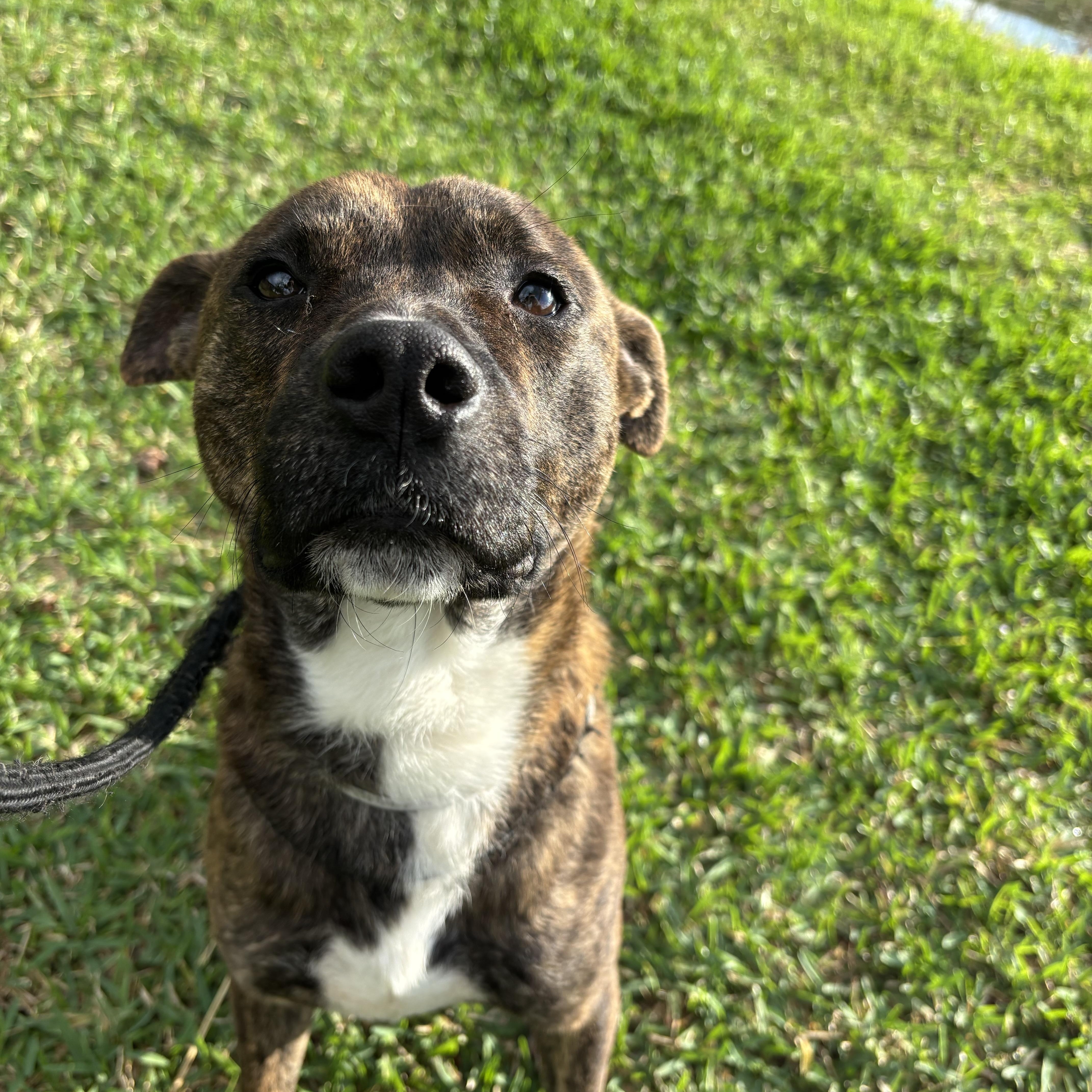 Enlarge Biscuit, a Adoptable mixed breed in Albany, NY image 2/6