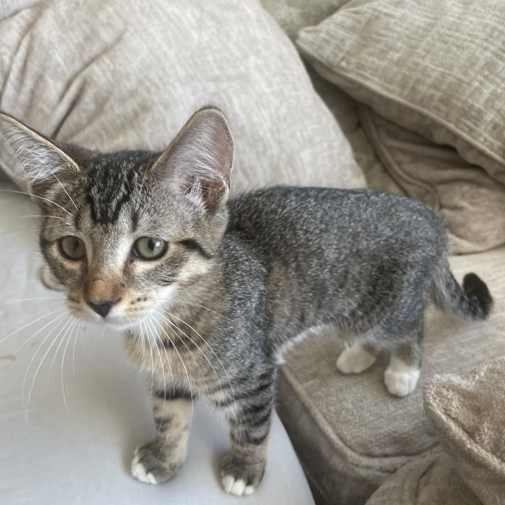Babs, Adoptable, Kitten Female Domestic Short Hair.