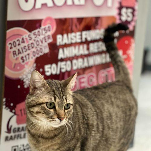 Enlarge Cat Stevens, a Adoptable Domestic Short Hair in Toms River, NJ image 2/5