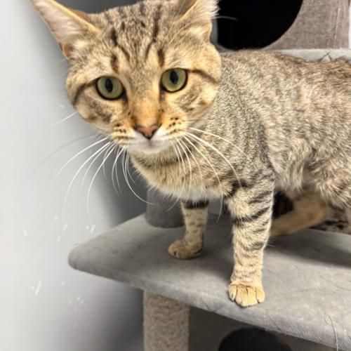 Enlarge Cat Stevens, a Adoptable Domestic Short Hair in Toms River, NJ image 3/5