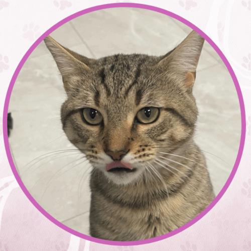 Enlarge Cat Stevens, a Adoptable Domestic Short Hair in Toms River, NJ image 1/5