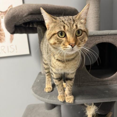 Enlarge Cat Stevens, a Adoptable Domestic Short Hair in Toms River, NJ image 4/5