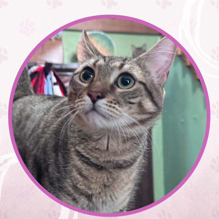 Enlarge Cat Stevens, a Adoptable Domestic Short Hair in Toms River, NJ image 2/6