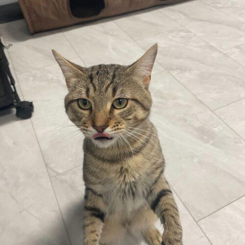 Enlarge Cat Stevens, a Adoptable Domestic Short Hair in Toms River, NJ image 5/5