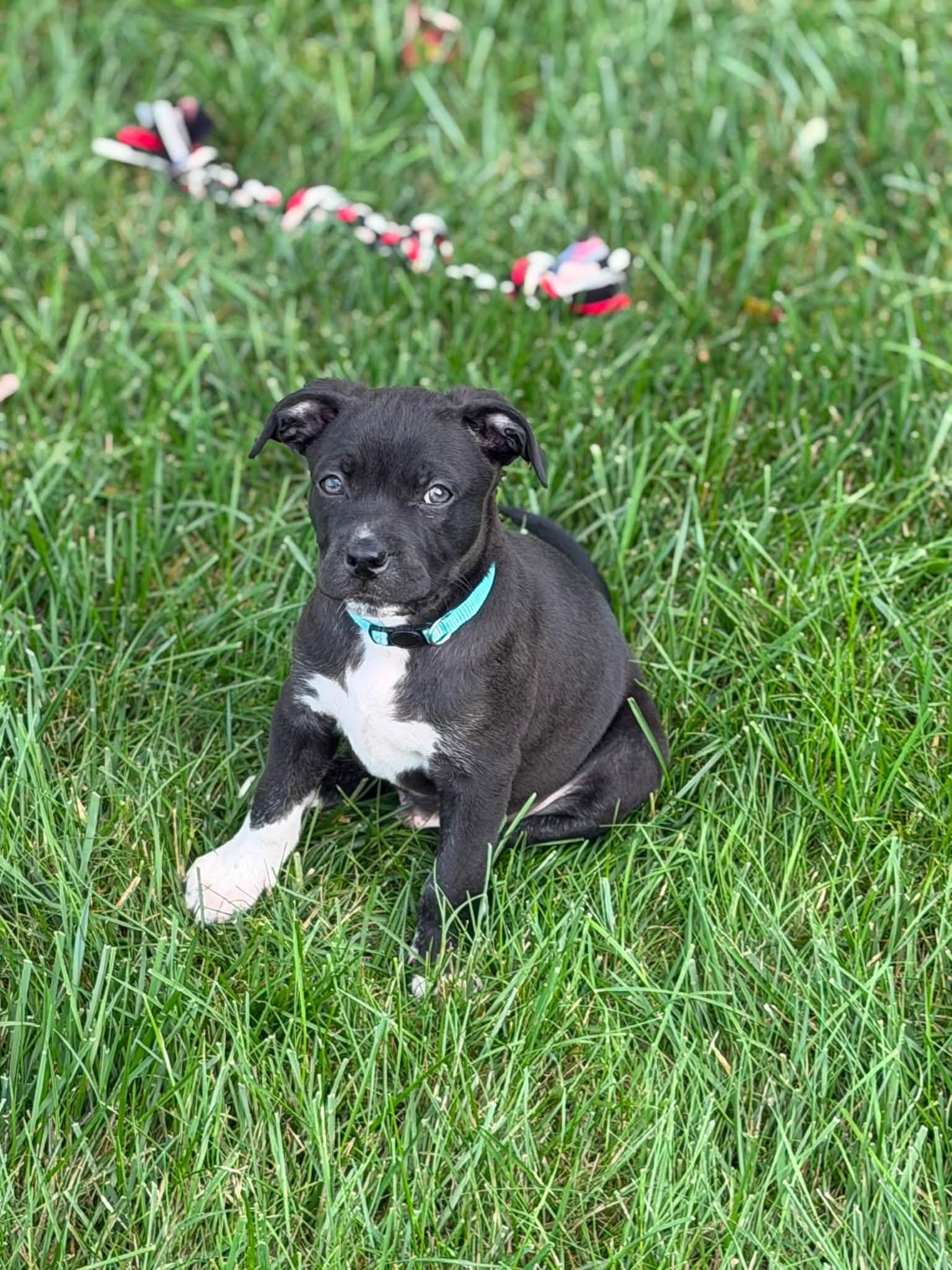 Enlarge Titan, an adopted mixed breed in Seville, OH image 6/6
