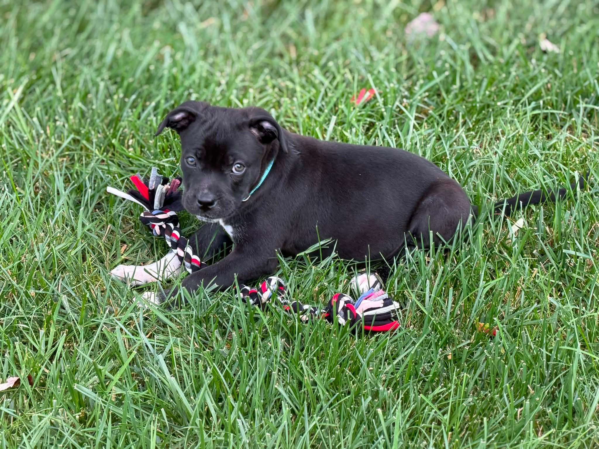 Enlarge Titan, an adopted mixed breed in Seville, OH image 3/6