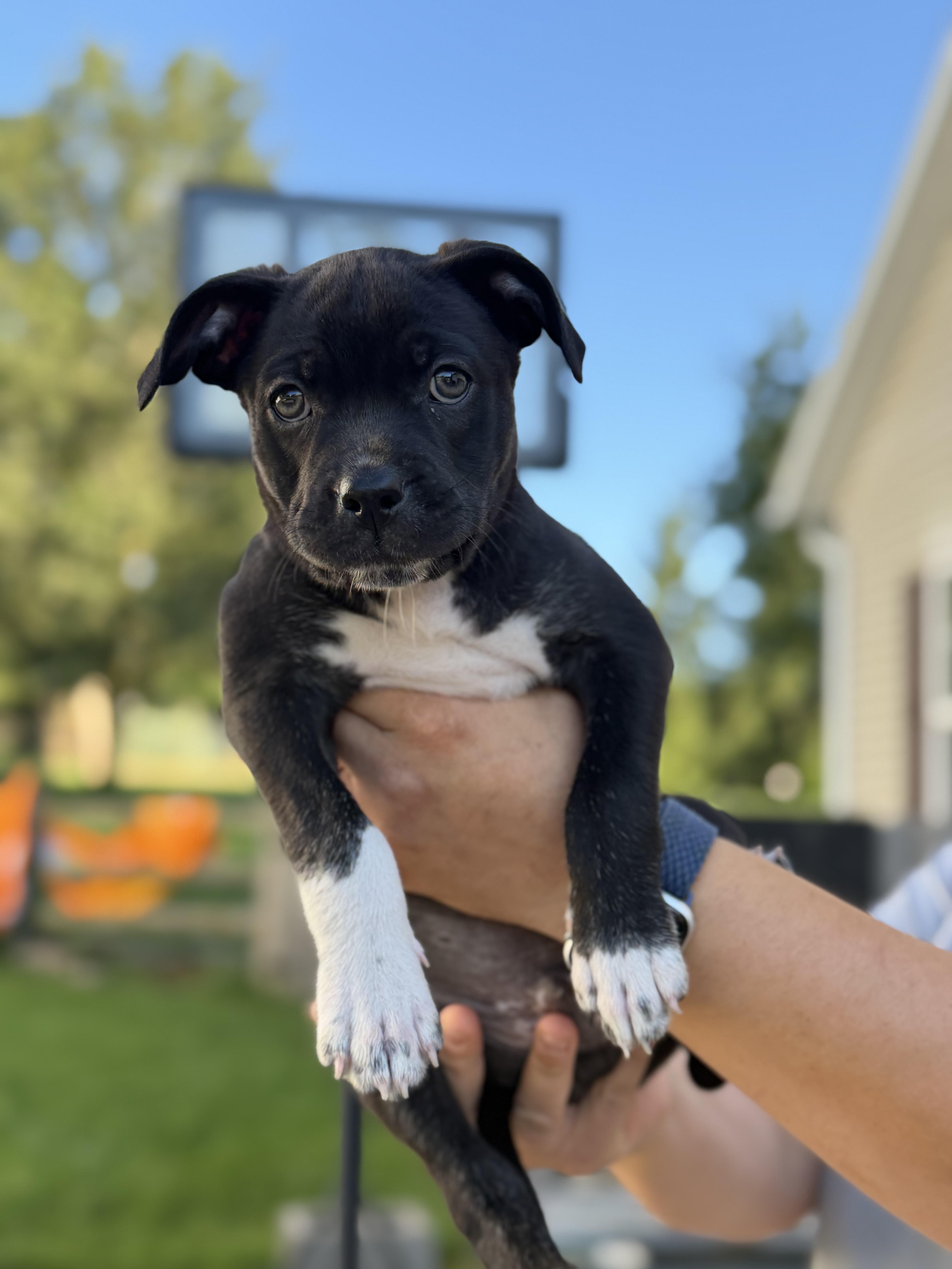 Enlarge Titan, an adopted mixed breed in Seville, OH image 1/6