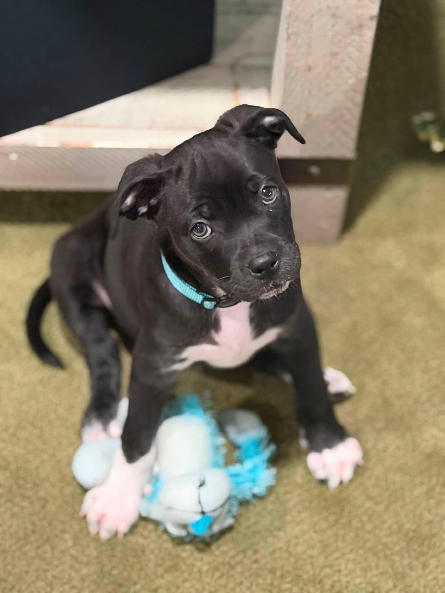 Enlarge Titan, an adopted mixed breed in Seville, OH image 2/6