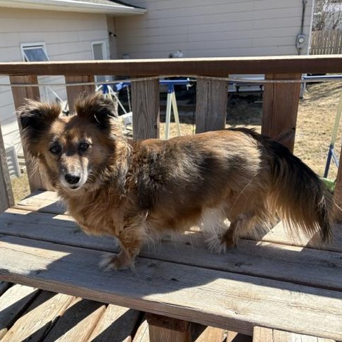 Sencha, adopted, Senior Female Mixed Breed.